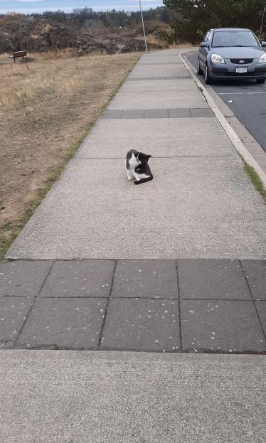 Photo of a cat in the middle, but the sidewalk lines are not parallel, making it off center from this perspective. Black and white cat, car parked off the sidewalk in the distance (grey coloured).