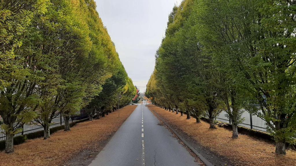 A photo of a bicycle road with trees lined down the sides. Right side trees are fuller which puts the photo off balance.