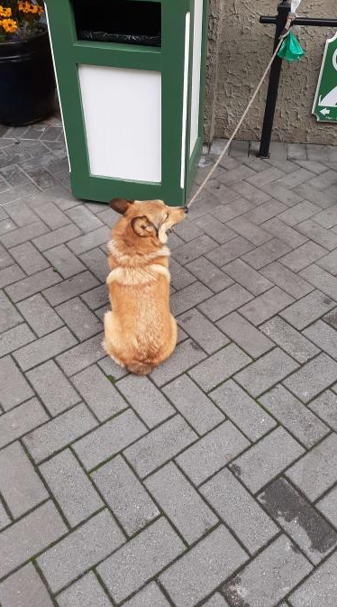 Photo of a corgi dog being leashed while the owner goes to the washroom outside. Photo taken perspective looking downwards at the dog. Green garbage bin infront of the dog.
